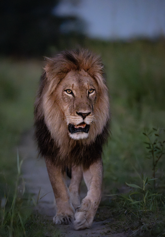 Lion in the Grassland | Ameliya Safaris